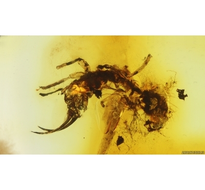 Very Rare Lacewing larva Neuroptera. Fossil insect Baltic amber #15077