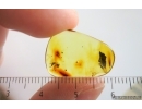 Very Rare Lacewing larva Neuroptera. Fossil insect Baltic amber #15077