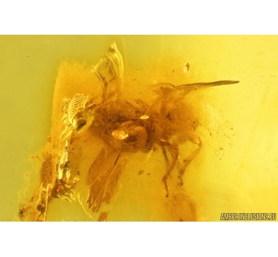 Unknown insect with Fungi. Fossil inclusion in Baltic amber #15078