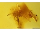 Unknown insect with Fungi. Fossil inclusion in Baltic amber #15078