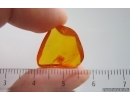 Unknown insect with Fungi. Fossil inclusion in Baltic amber #15078