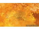 Unknown inclusion with Fungi. Fossil inclusion in Baltic amber #15079