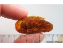 Unknown inclusion with Fungi. Fossil inclusion in Baltic amber #15079