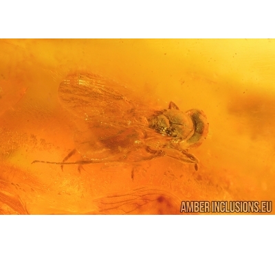 Wasp Hymenoptera. Fossil insect Baltic amber #15080