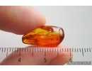 Wasp Hymenoptera. Fossil insect Baltic amber #15080