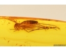 Fungus gnat Mycetophilidae Fossil insect in Baltic amber #15081