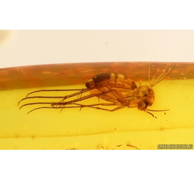 Fungus gnat Mycetophilidae Fossil insect in Baltic amber #15081