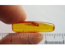 Fungus gnat Mycetophilidae Fossil insect in Baltic amber #15081