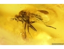 Dance fly Empidoidea. Fossil inclusion in Baltic amber #15082