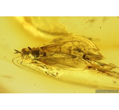 Dance fly Empidoidea. Fossil inclusion in Baltic amber #15082