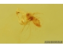 Biting midge Ceratopogonidae and Whiterfly Aleyrodoidea. Fossil inclussions Ukrainian Rovno amber stone#15085R