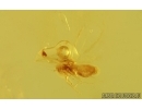Biting midge Ceratopogonidae and Whiterfly Aleyrodoidea. Fossil inclussions Ukrainian Rovno amber stone#15085R