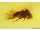 Nice Black fly Simuliidae. Fossil insect in Baltic amber #15086