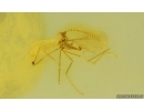 Nice Gall Midge Cecidomyiidae. Fossil insect Ukrainian Rovno amber #15087R