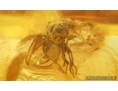 Mite Acari, Fly and More. Fossil inclusions in Baltic amber #15088