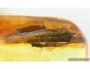 Mite Acari, Fly and More. Fossil inclusions in Baltic amber #15088