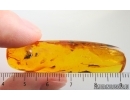 Nice winged Aphid Aphididae. Fossil insect Baltic amber #15089