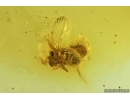 Nice Psocid Psocoptera. Fossil insect in Baltic amber #15090