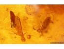Click beetle Elateridae, Caterpillar Case Lepidoptera, Ant and More. Fossil inclusions Baltic amber #15091