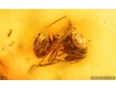 Click beetle Elateridae, Caterpillar Case Lepidoptera, Ant and More. Fossil inclusions Baltic amber #15091