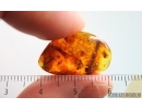Click beetle Elateridae, Caterpillar Case Lepidoptera, Ant and More. Fossil inclusions Baltic amber #15091