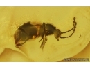 Ant-Like Stone Beetle Staphylinidae Scydmaeninae. Fossil inclusion Baltic amber #15092