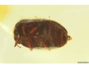 Marsh Beetle Scirtidae and Ant Hymenoptera. Fossil insects Ukrainian Rovno amber #15093R