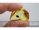 Marsh Beetle Scirtidae and Ant Hymenoptera. Fossil insects Ukrainian Rovno amber #15093R