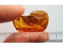 Marsh Beetle Scirtidae. Fossil insect in Baltic amber #15094