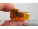 Marsh Beetle Scirtidae. Fossil insect in Baltic amber #15094
