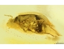 Marsh Beetle Scirtidae. Fossil insect in Baltic amber #15095