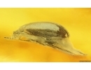 Marsh Beetle Scirtidae. Fossil insect in Baltic amber #15095