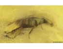 Marsh Beetle Scirtidae. Fossil insect in Baltic amber #15095