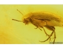 False Flower Beetle Scraptiidae. Fossil insect in Baltic amber #15096