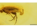 False Flower Beetle Scraptiidae. Fossil insect in Baltic amber #15096
