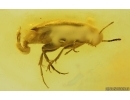 False Flower Beetle Scraptiidae. Fossil insect in Baltic amber #15096