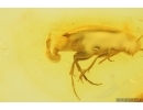 False Flower Beetle Scraptiidae. Fossil insect in Baltic amber #15096