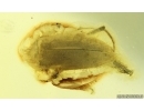 Rare Wedge-Shaped Parasitic Beetle Ripiphoridae: Pelecotominae. Fossil insect Ukrainian Rovno amber #15098R