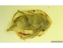 Rare Wedge-Shaped Parasitic Beetle Ripiphoridae: Pelecotominae. Fossil insect Ukrainian Rovno amber #15098R