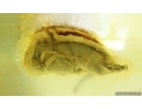 Rare Wedge-Shaped Parasitic Beetle Ripiphoridae: Pelecotominae. Fossil insect Ukrainian Rovno amber #15098R