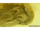 Rare Wedge-Shaped Parasitic Beetle Ripiphoridae: Pelecotominae. Fossil insect Ukrainian Rovno amber #15098R