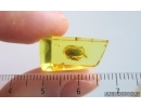 Rare Wedge-Shaped Parasitic Beetle Ripiphoridae: Pelecotominae. Fossil insect Ukrainian Rovno amber #15098R