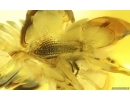 Bark Beetle Curculionidae Scolytinae. Fossil insect Ukrainian Rovno amber #15099R