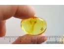 Bark Beetle Curculionidae Scolytinae. Fossil insect Ukrainian Rovno amber #15099R