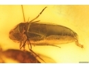 False darkling beetle Melandryidae and Fungus gnat. Fossil insects in Baltic amber #15100
