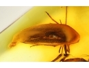 False darkling beetle Melandryidae and Fungus gnat. Fossil insects in Baltic amber #15100