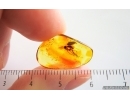 False darkling beetle Melandryidae and Fungus gnat. Fossil insects in Baltic amber #15100