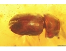 Nice Spider Beetle Ptinidae. Fossil insect in Baltic amber #15101