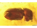 Nice Spider Beetle Ptinidae. Fossil insect in Baltic amber #15101