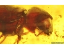 Nice Spider Beetle Ptinidae. Fossil insect in Baltic amber #15101